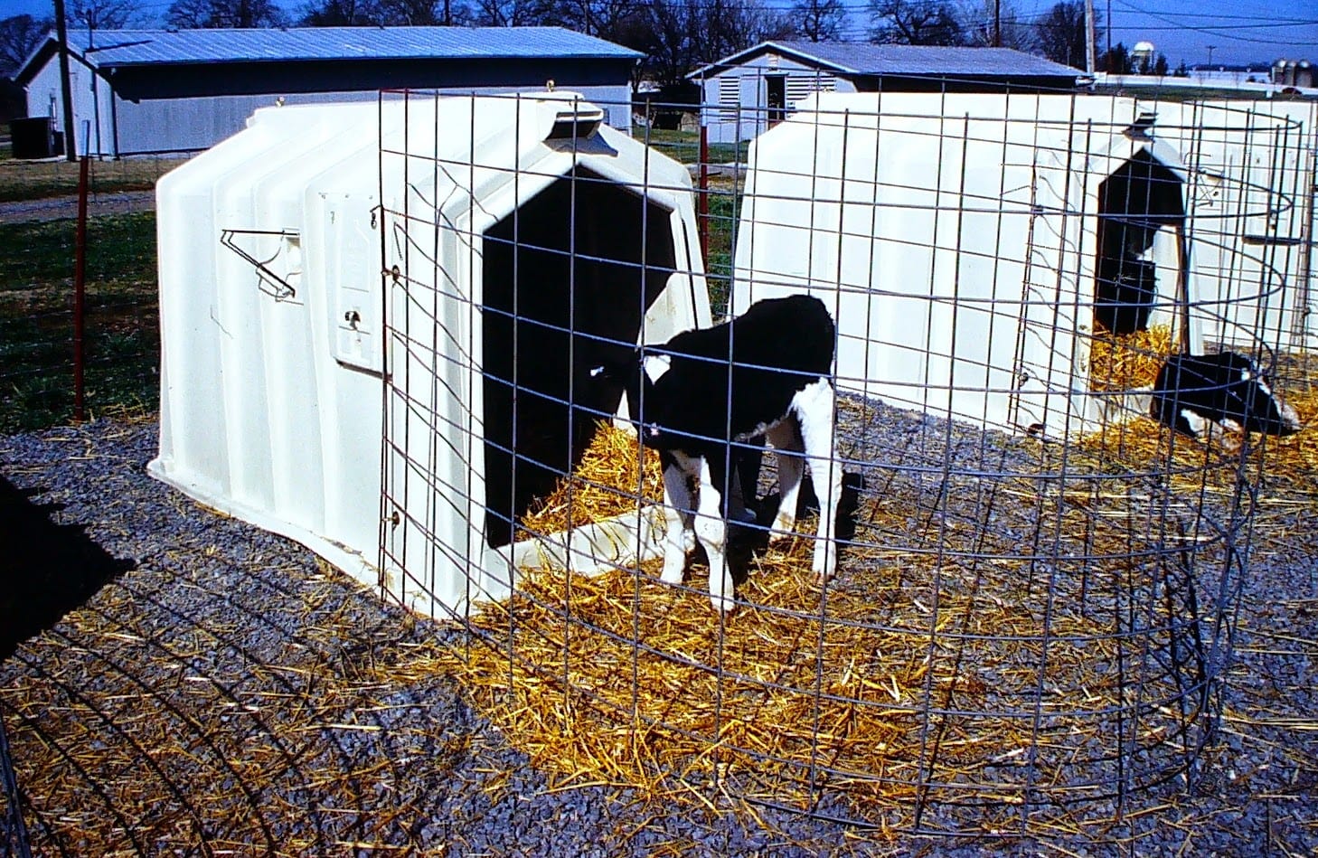 Calf Note 56 Benefits of Calf Hutches for Housing Young Dairy Calves
