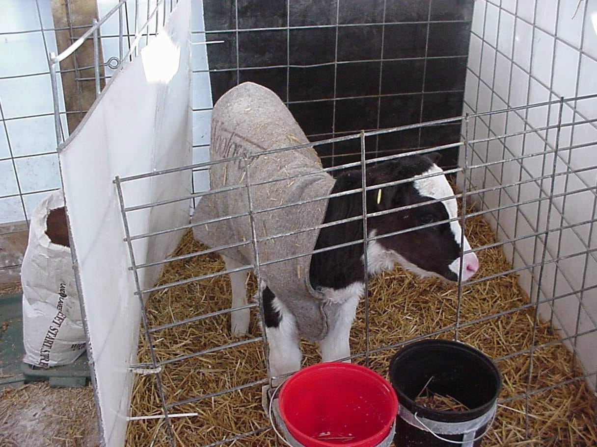 Calf in blanket 01_1 Calf
